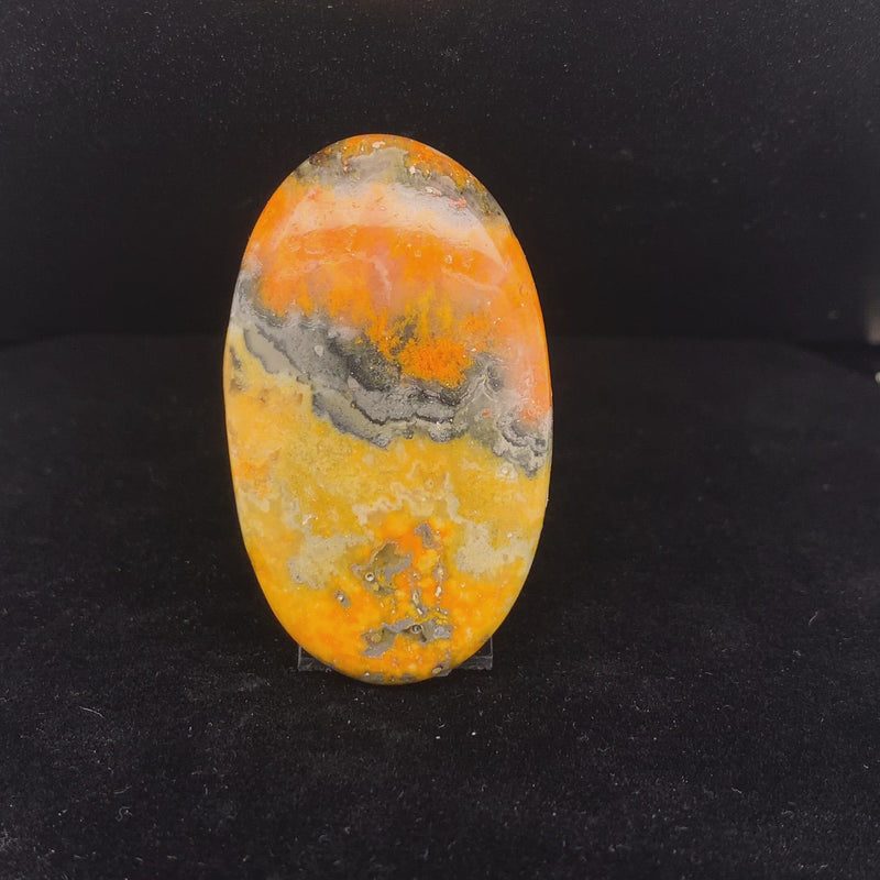 Bumblebee Jasper