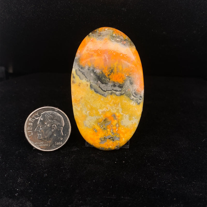 Bumblebee Jasper